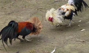 Đá Gà Sabong Tại Vibet88