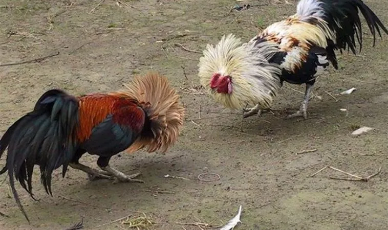 Đá Gà Sabong Tại Vibet88