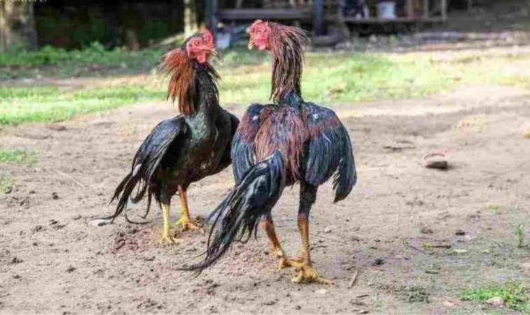 Đá Gà WS168 Tại Vibet88