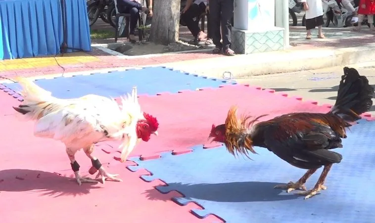 Đá Gà GA28 Tại Vibet88